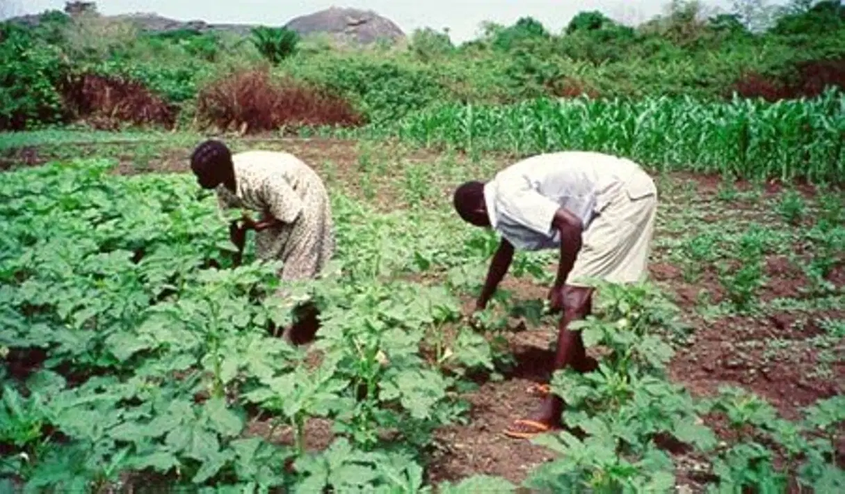 FG Targets N3trn Savings as 14 million Farmers Join Cassava Bio-Ethanol Project