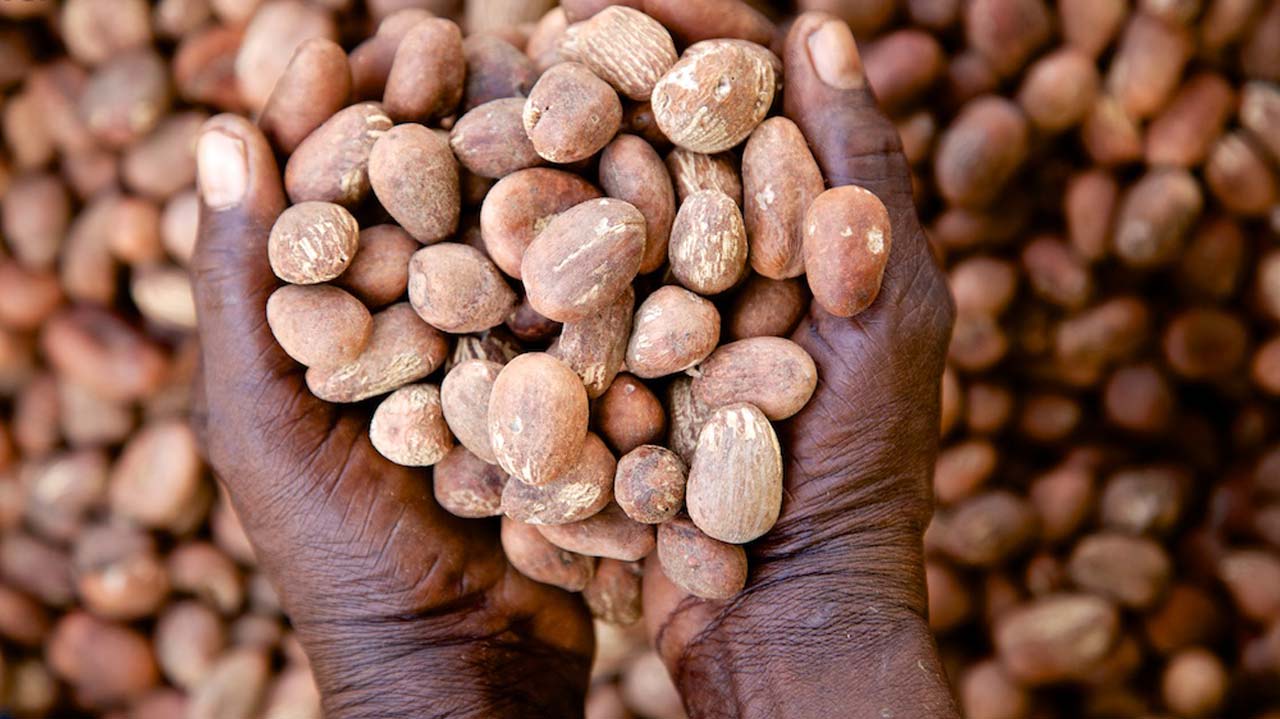 Shea nuts